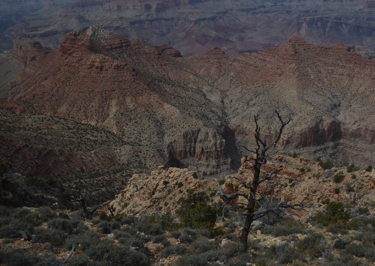 grand canyon south rim
